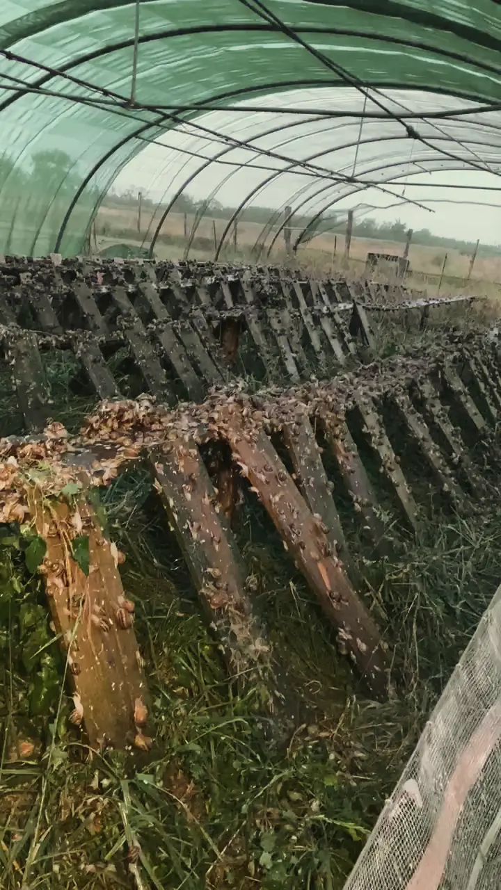 Rangées de planches en bois couvertes d’escargots, sous le filet d’ombrage