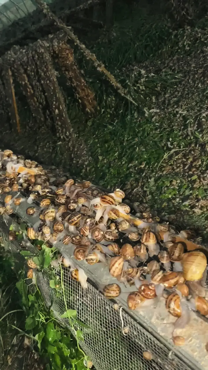 Escargots gros-gris rassemblés au bord d’une auge, végétation au premier plan