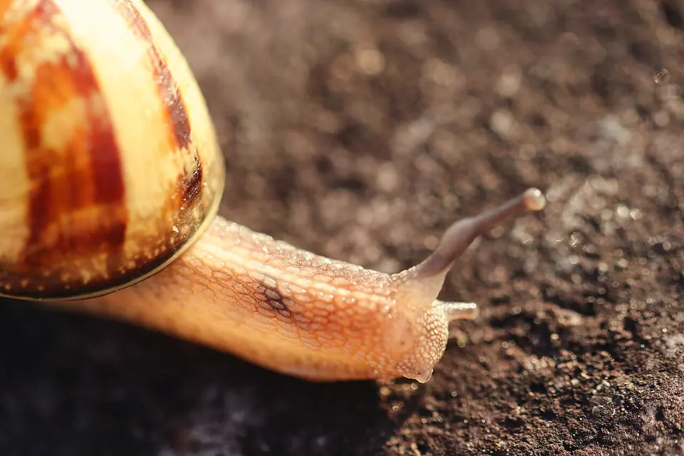 Escargot en gros plan, cornes sorties