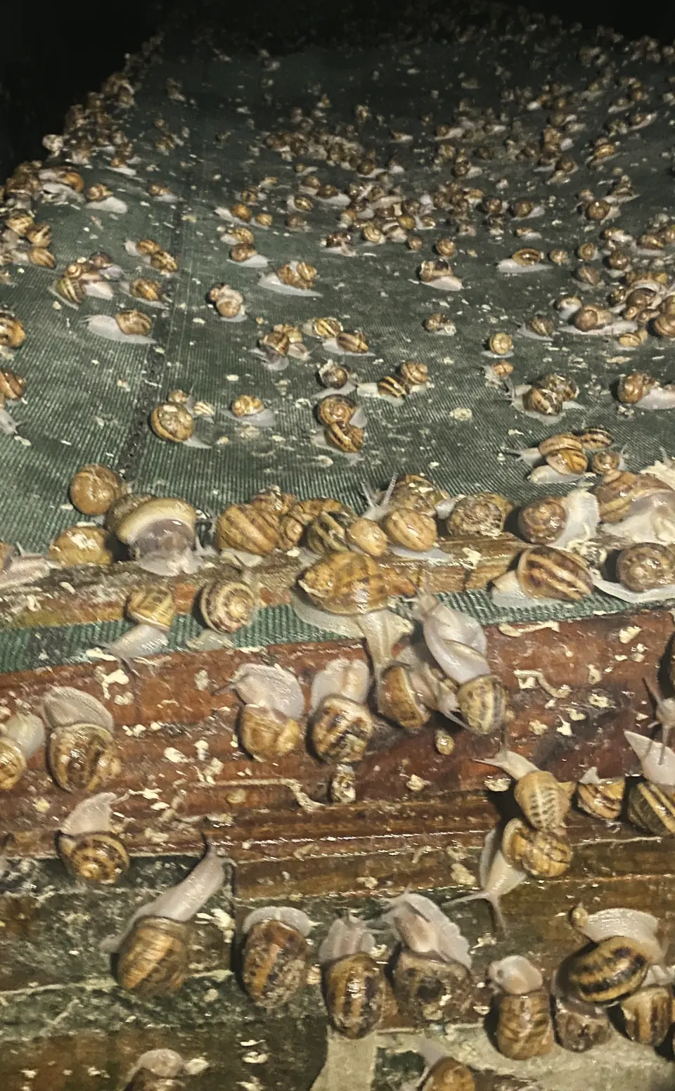 La nuit, des escargots sortent sur le filet et la planche de bois