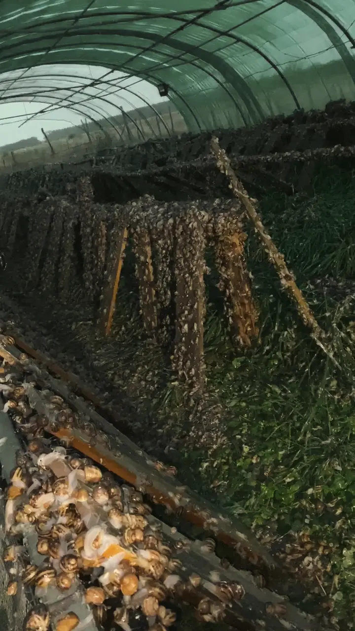 Planches dressées dans une serre, couvertes d’escargots au repos
